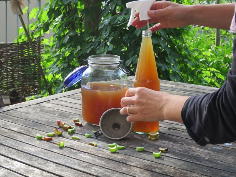 Backfire: Fizzy Drinks as Fertilizer