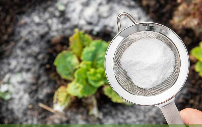 Baking Soda for Mildew Control