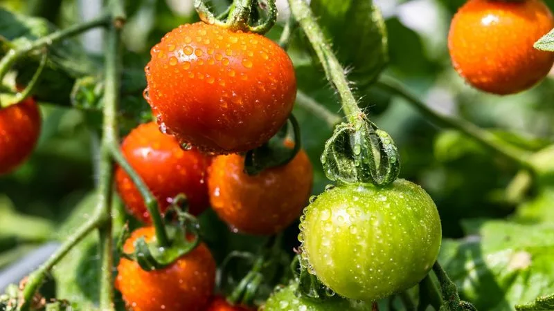 Baking Soda for Sweeter Tomatoes