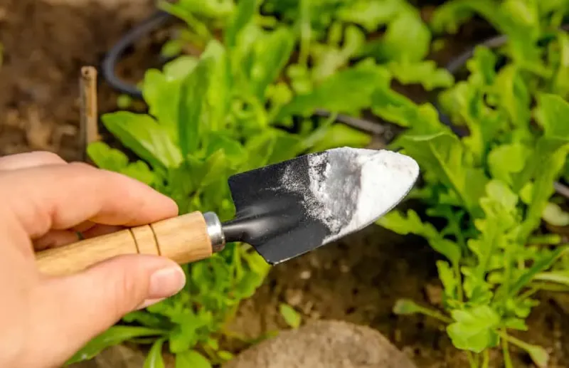 Baking Soda for Sweeter Tomatoes