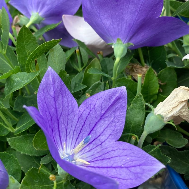 Balloon Flower