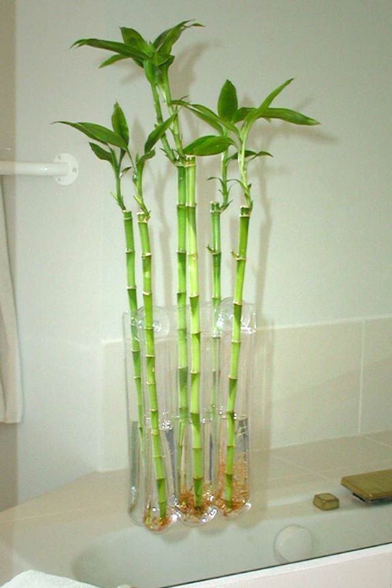 Bamboo