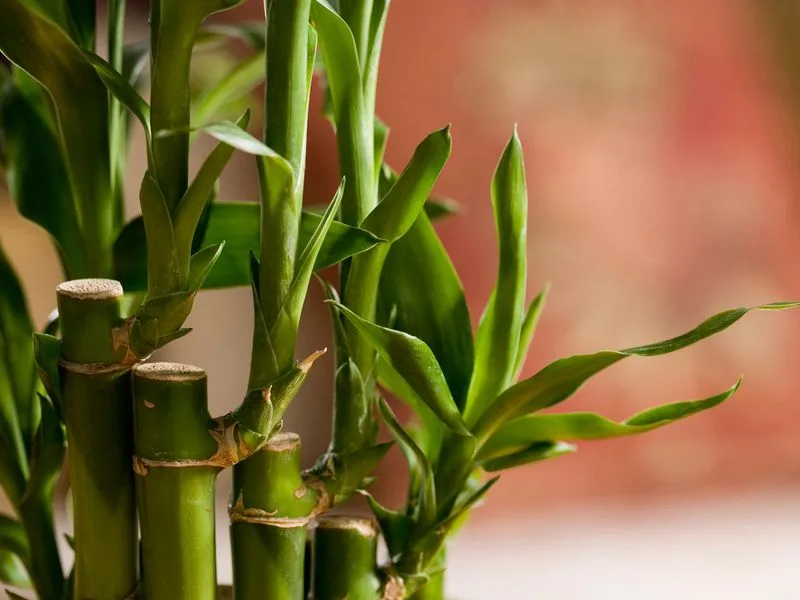 Bamboo