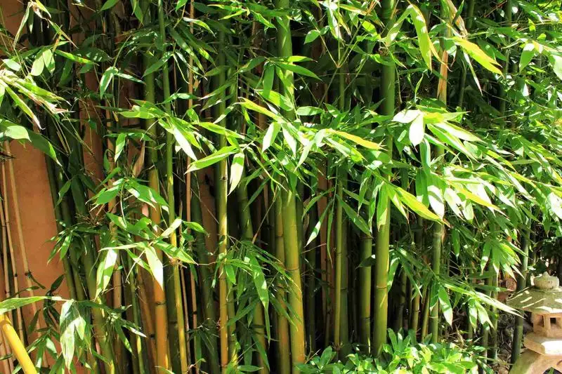 Bamboo