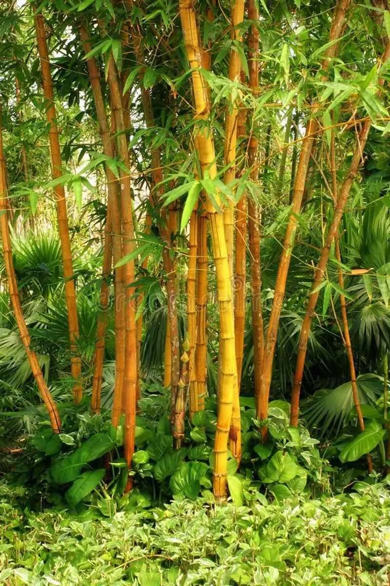 Bamboo