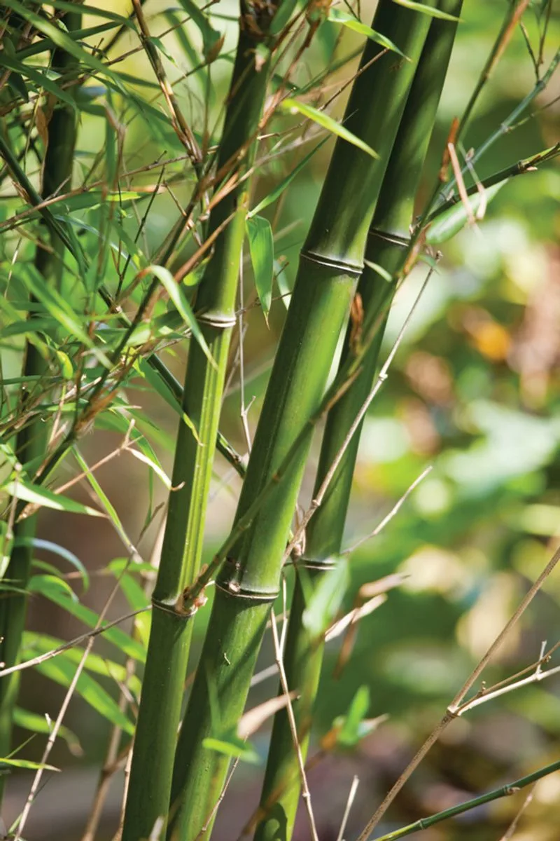 Bamboo