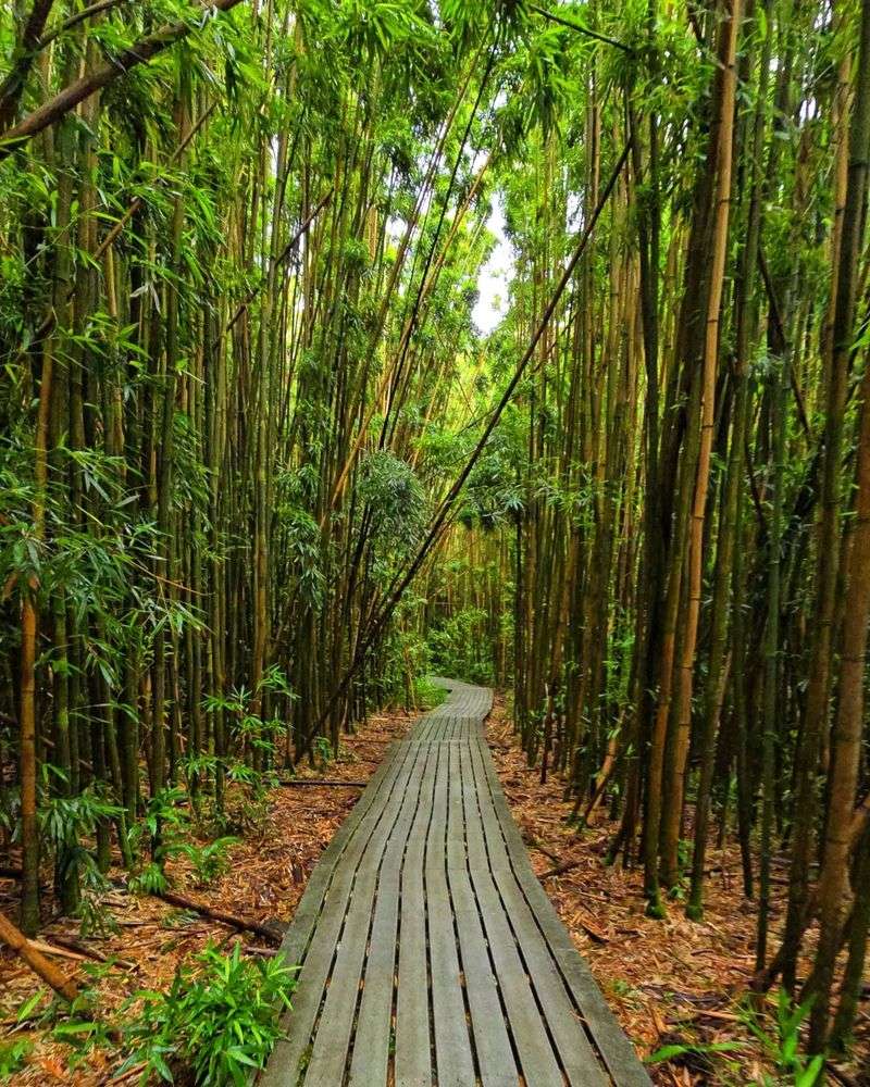 Bamboo