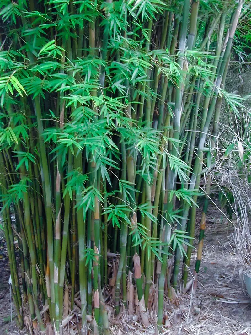 Bamboo