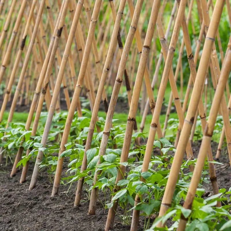 Bamboo Garden Stakes
