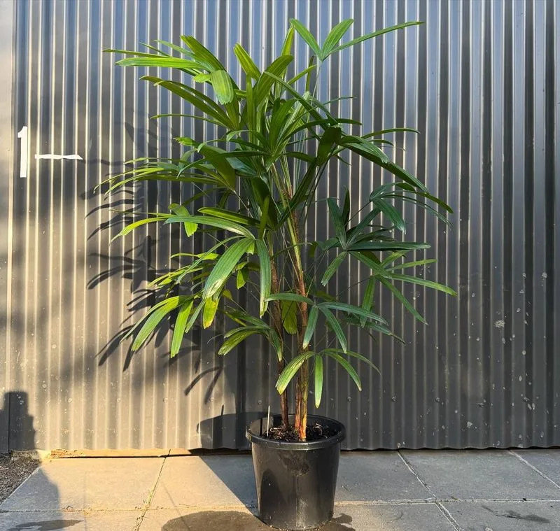 Bamboo Palm