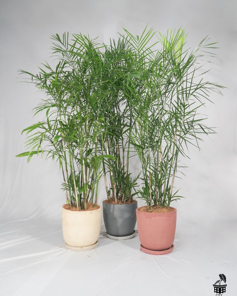 Bamboo Palm