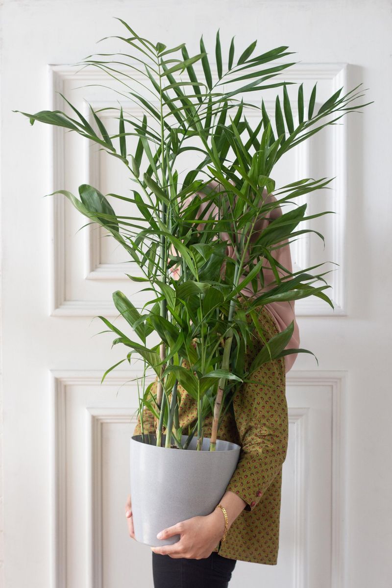 Bamboo Palm
