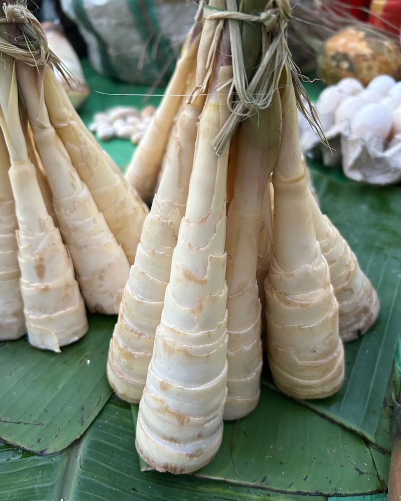 Bamboo Shoots
