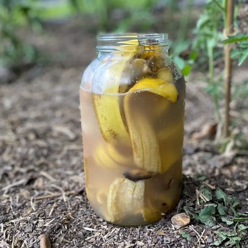 Banana Peel Fertilizer