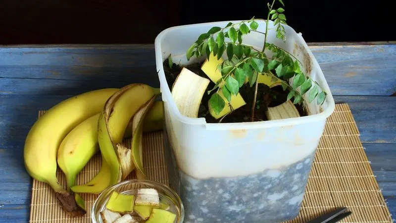 Banana Peel Plant Food