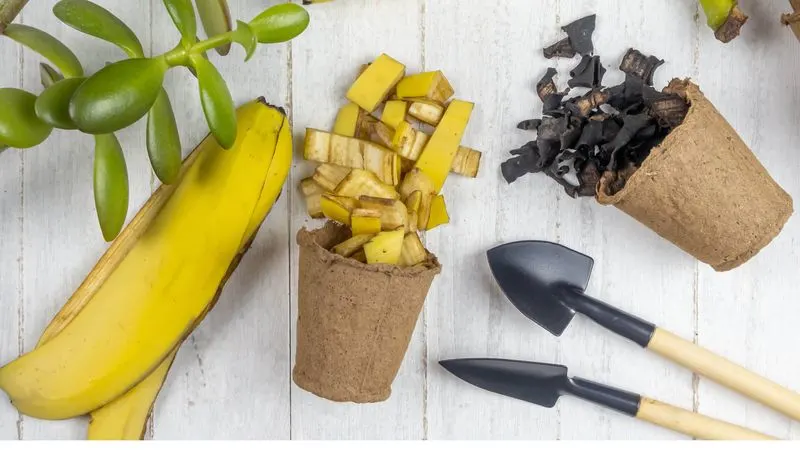 Banana Peels