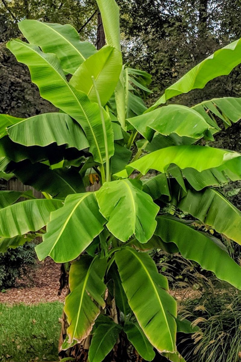 Banana Tree (Struggles)