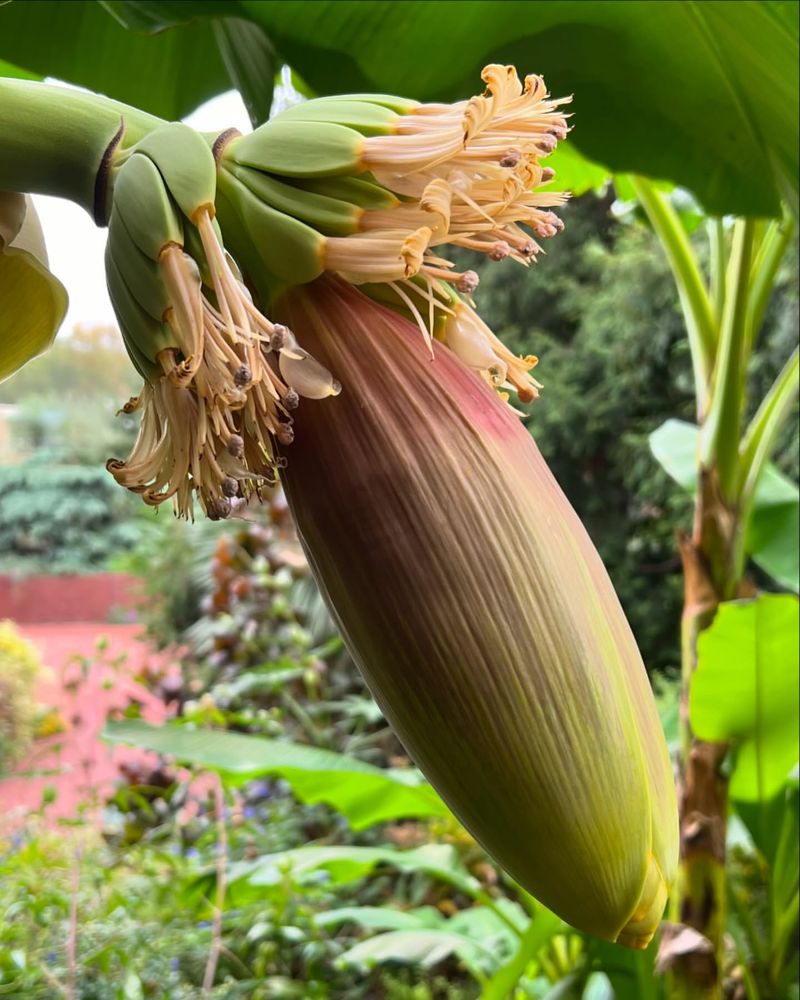 Bananas