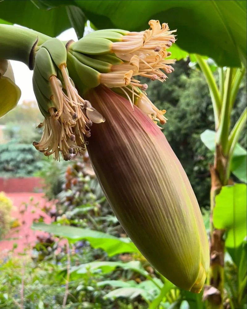 Bananas
