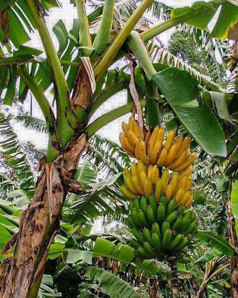 Bananas