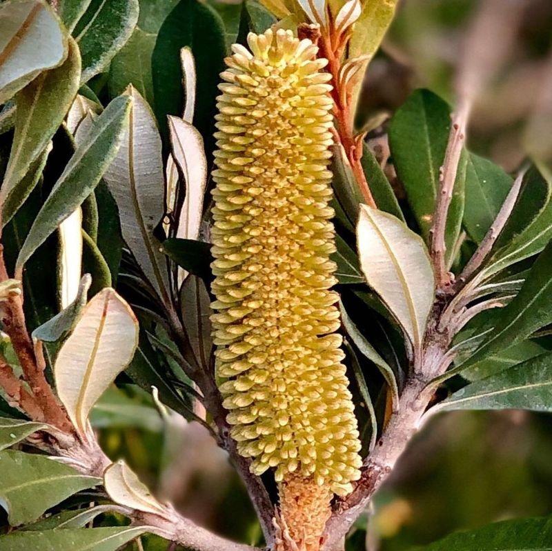 Banksia (Banksia integrifolia)