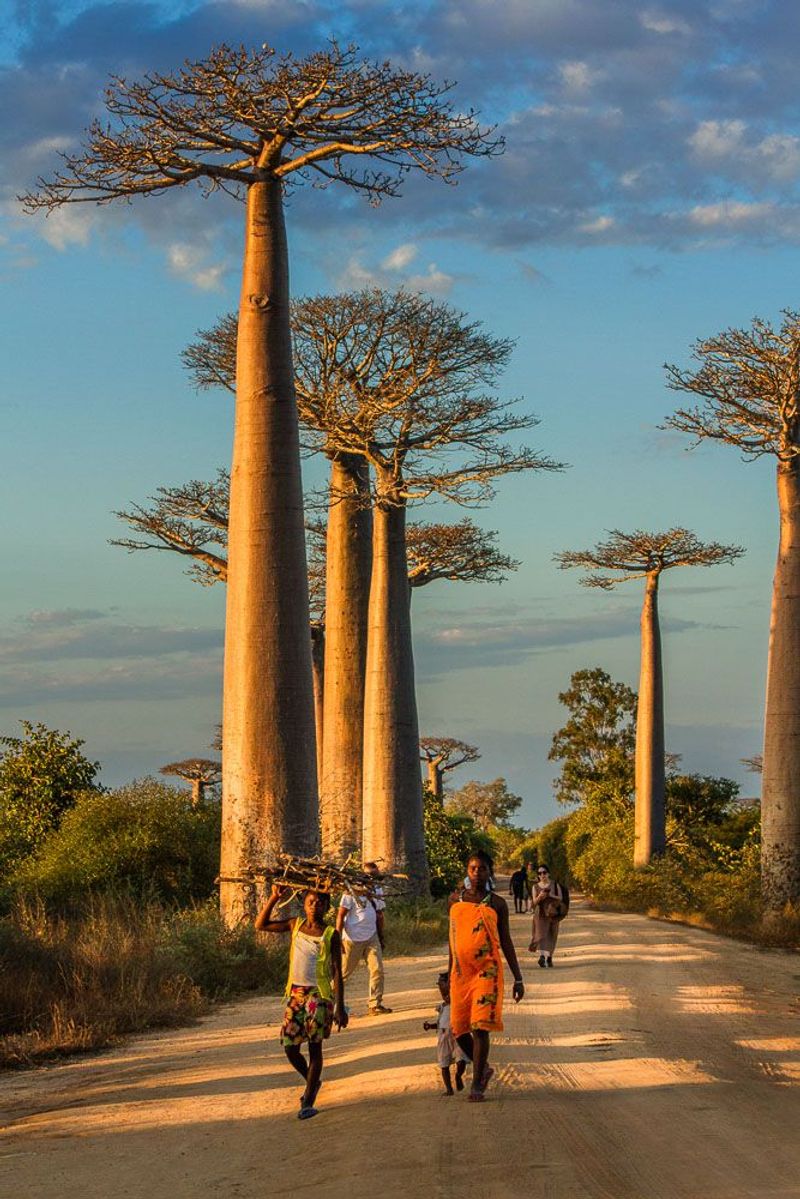 Baobab's Life-Sustaining Trunk