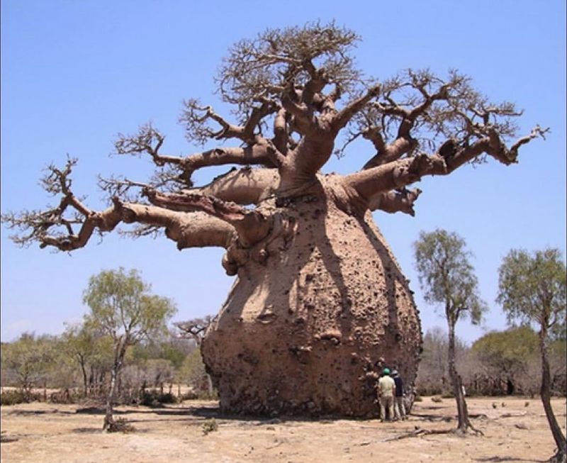 Baobab