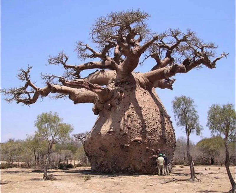Baobab