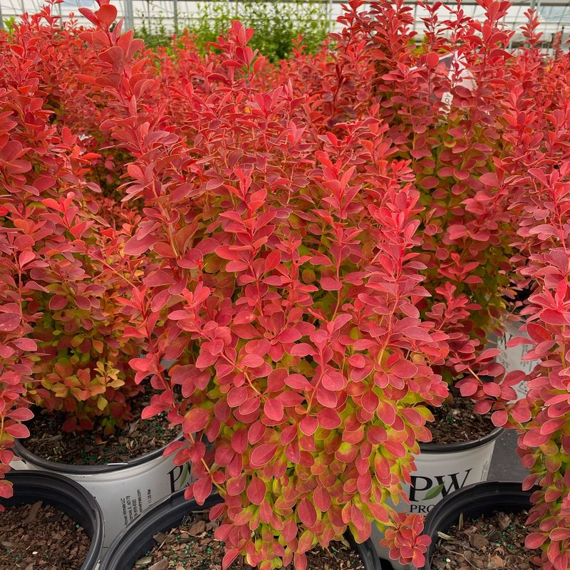 Barberry (Berberis)