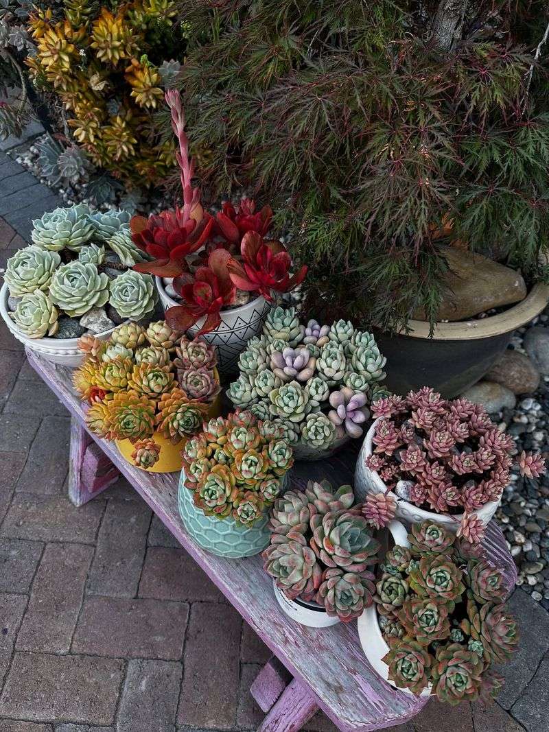 Too Many Potted Plants Without a Plan