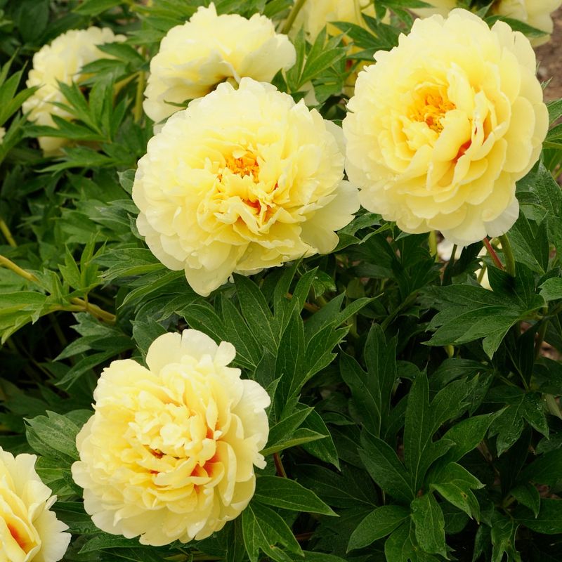 Bartzella Peony