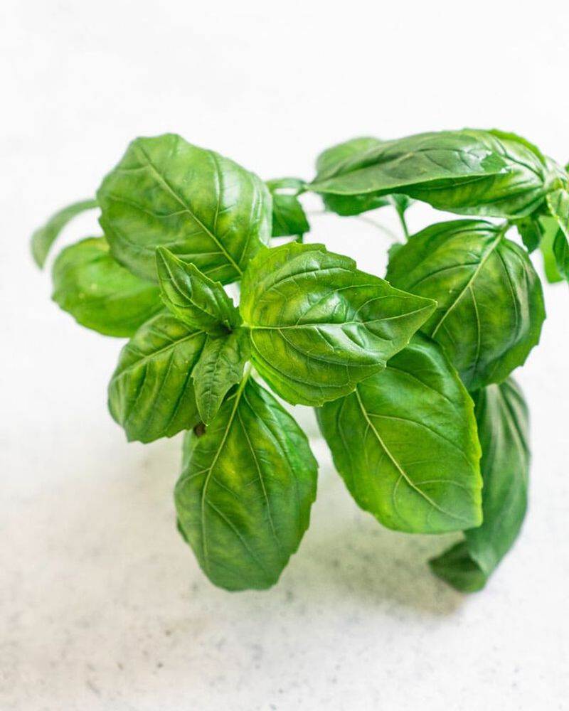 Basil