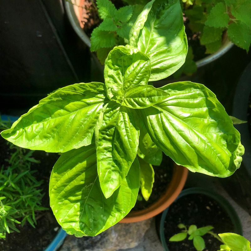 Basil