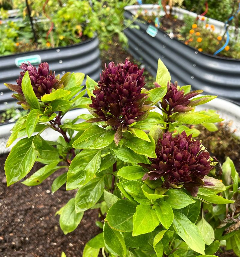 Basil
