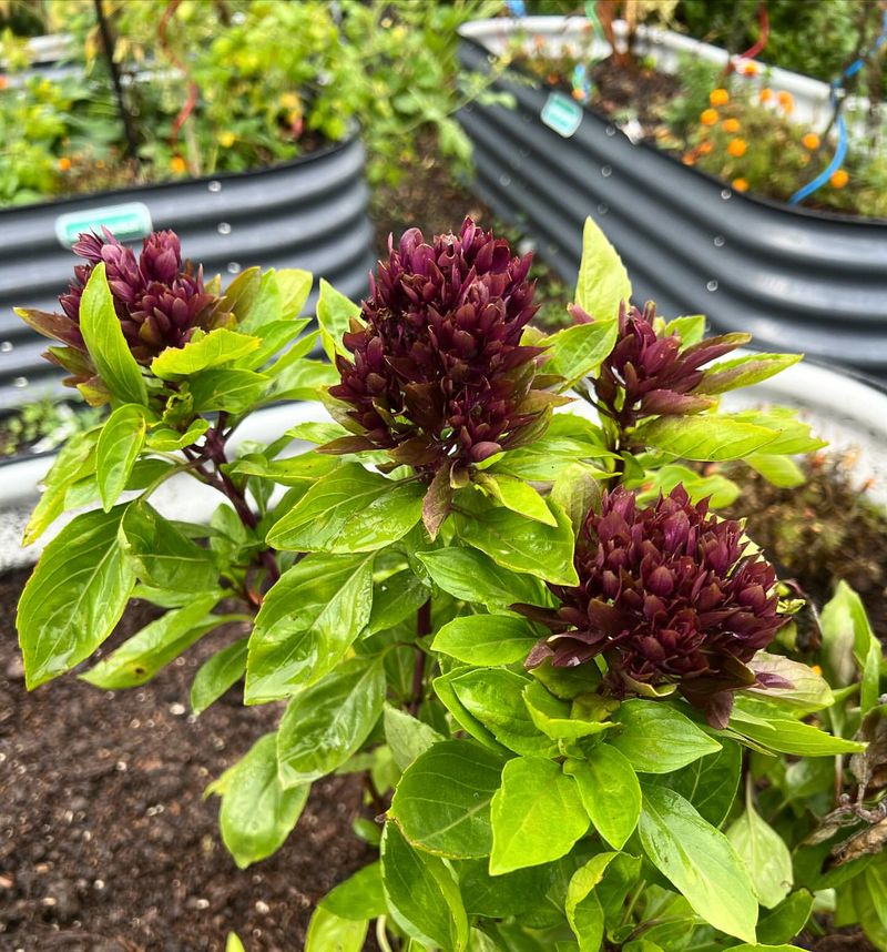 Basil