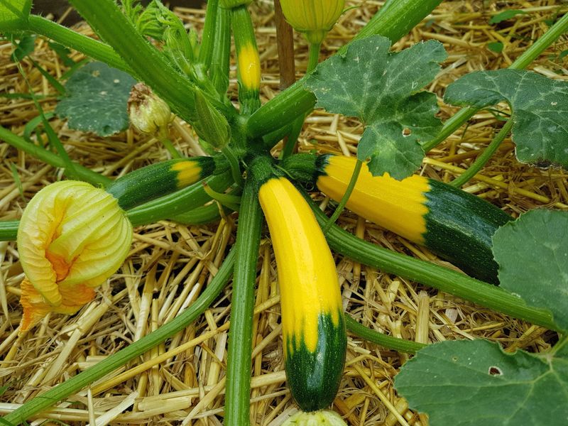 Zucchini