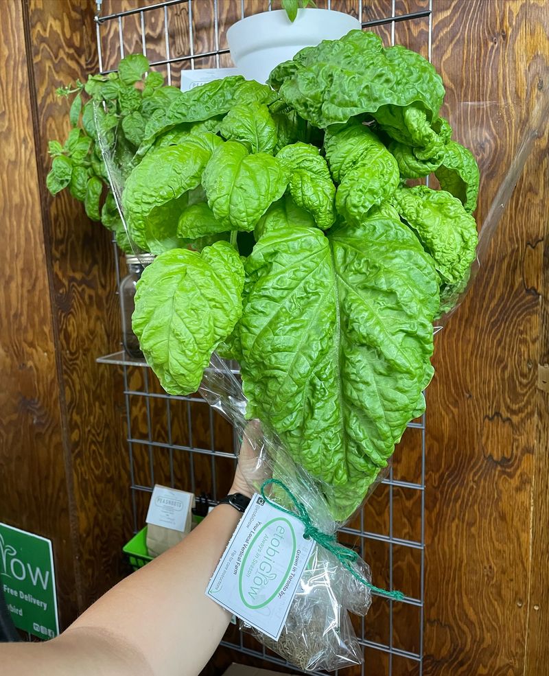 Basil