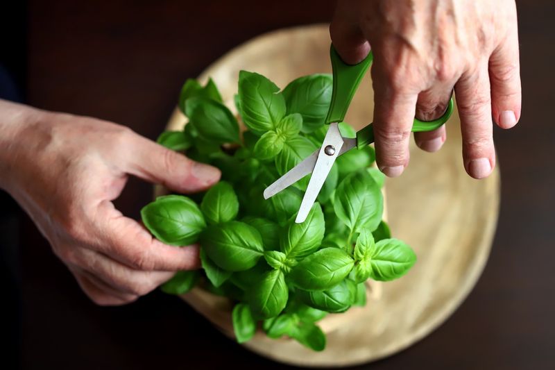 Basil