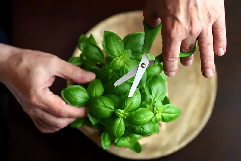 Basil