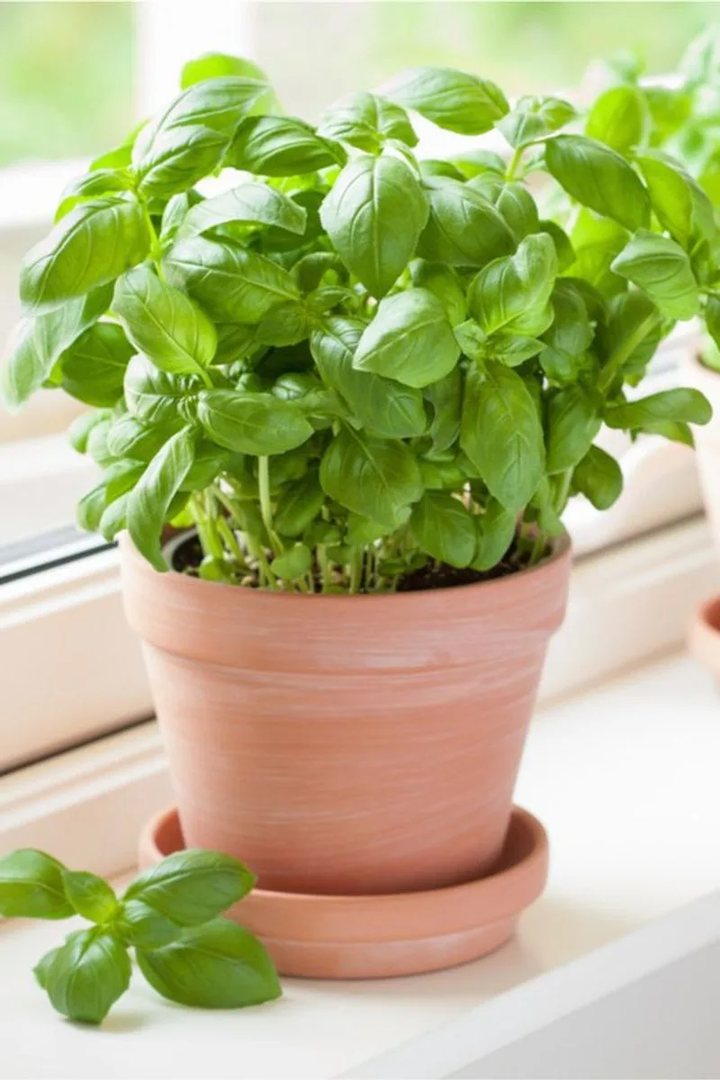 Basil