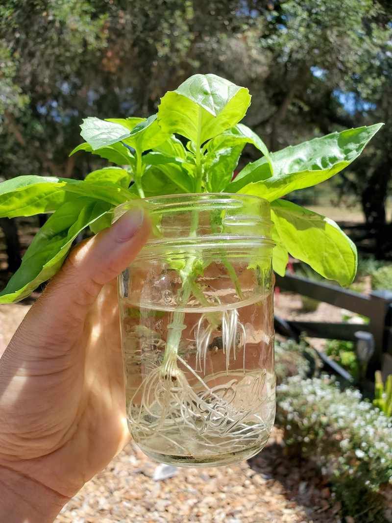 Basil
