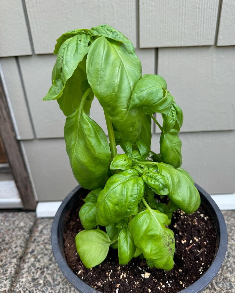 Basil