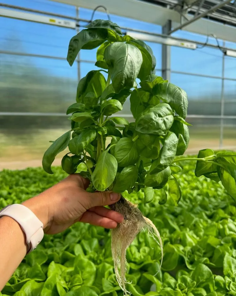 Basil