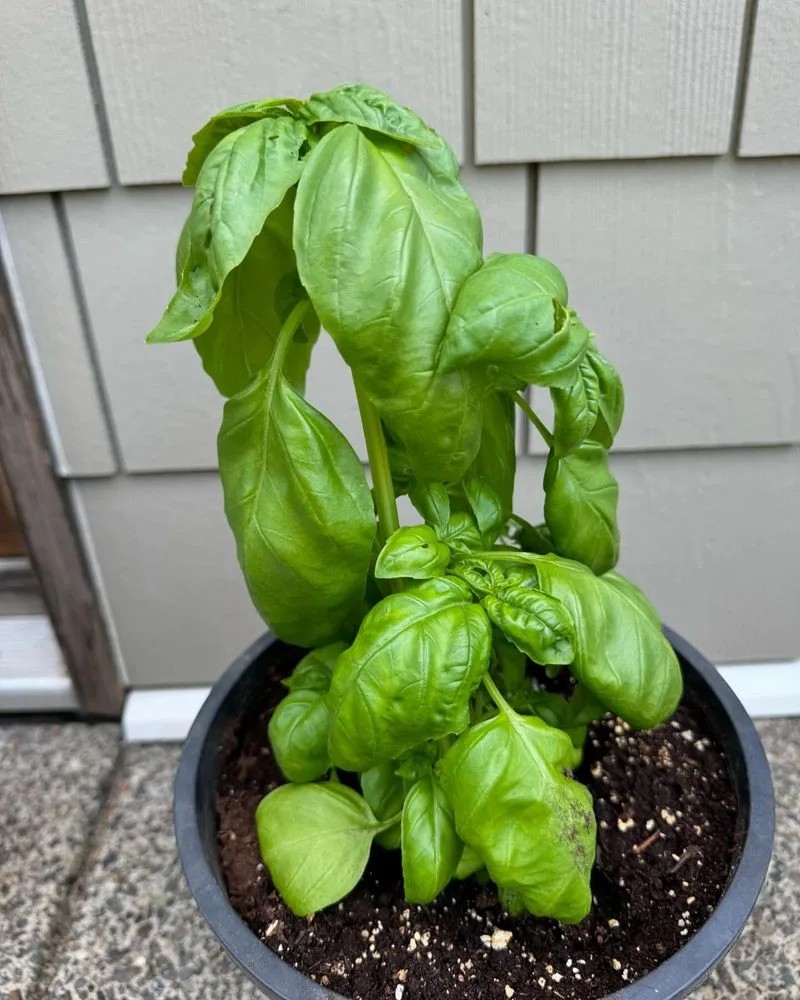 Basil
