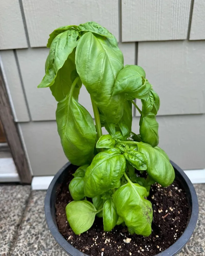 Basil