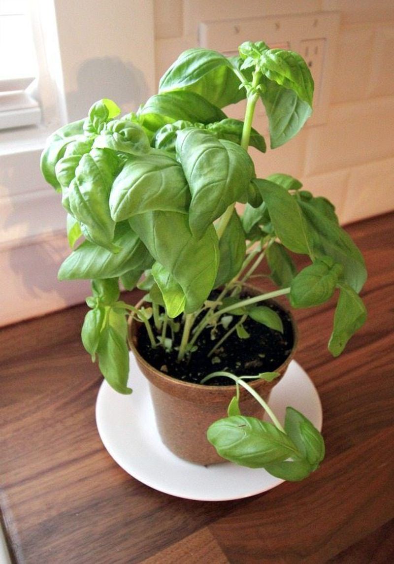 Basil