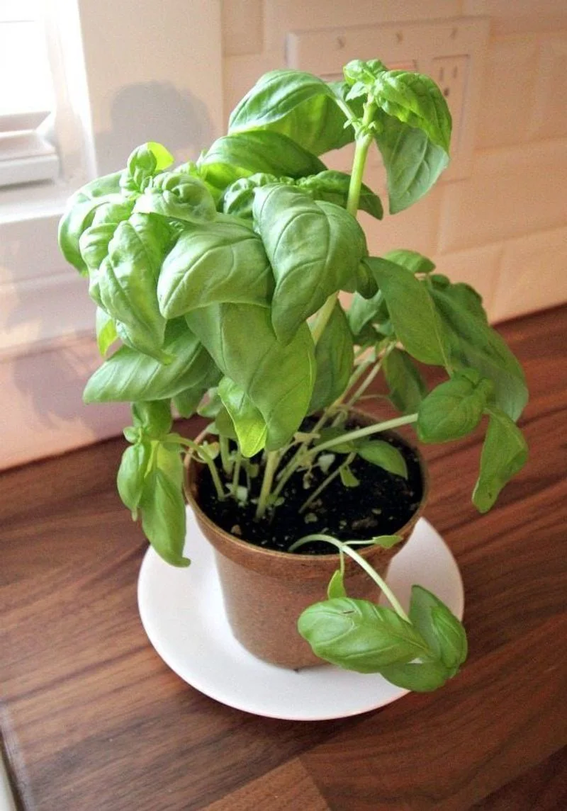 Basil