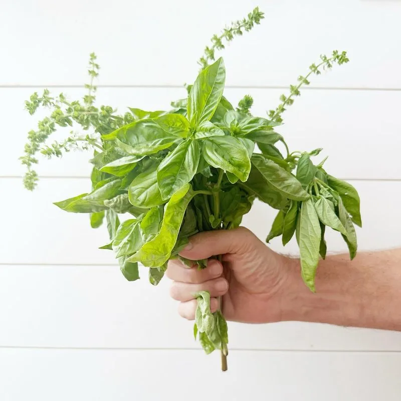 Basil