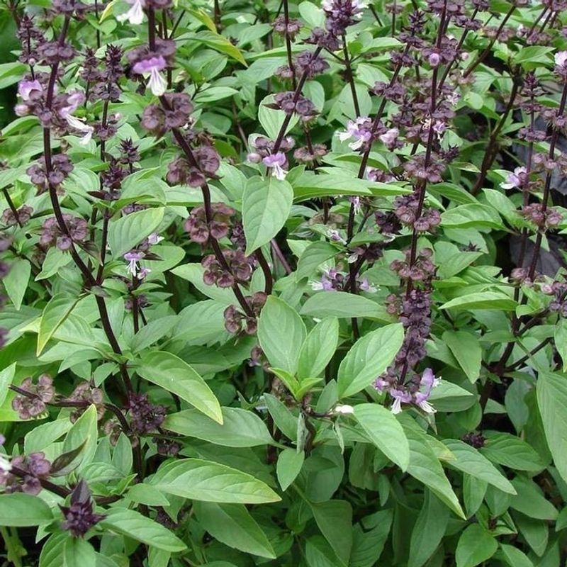 Basil (Thai)