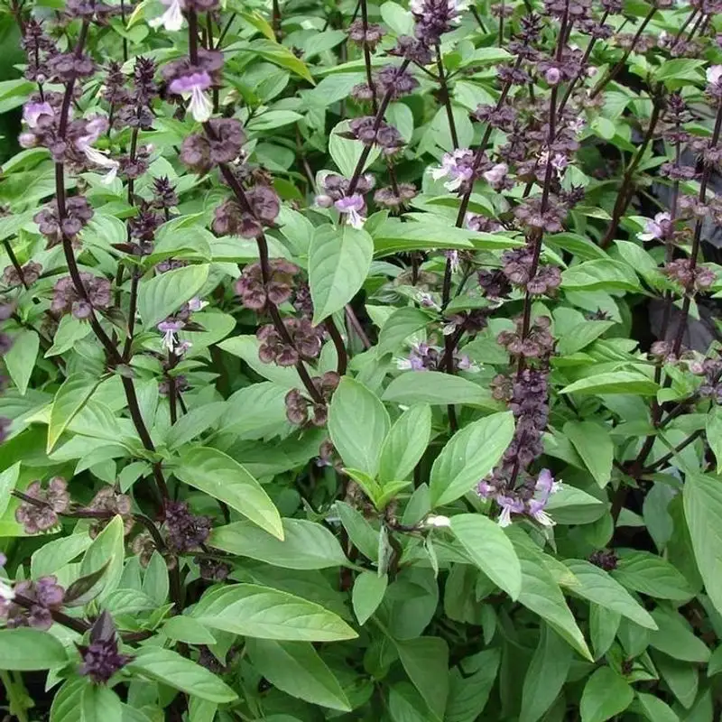 Basil (Thai)